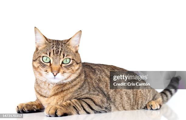 tabby cat looking at camera on white background - gato de pelo corto fotografías e imágenes de stock