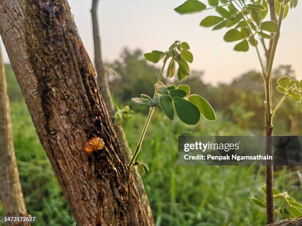 young tree shoot, rain tree, samanea saman on blue sky nature background - knospend stock-fotos und bilder