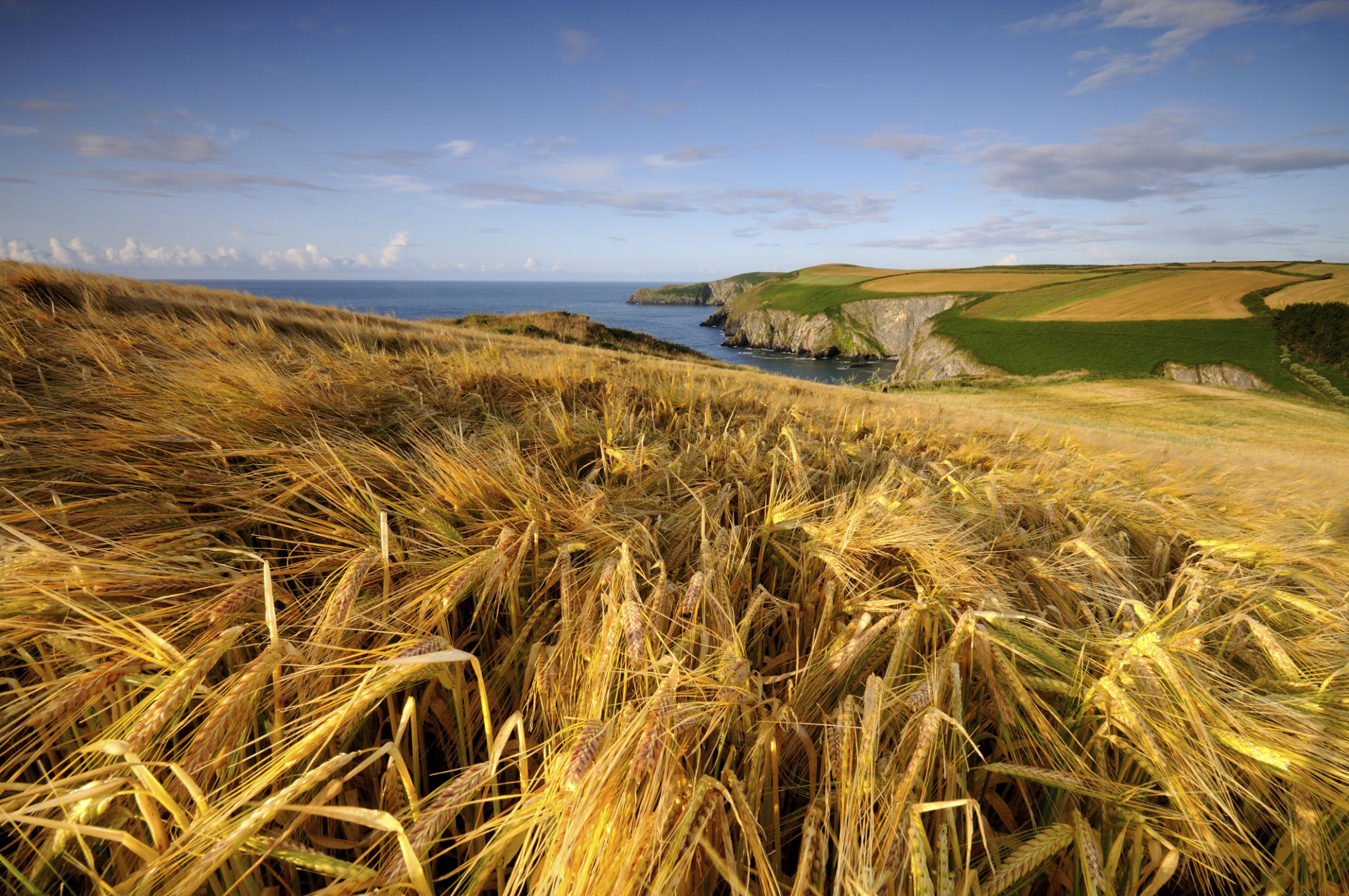 Golden grains of Irish fields Golden grains of Irish fields