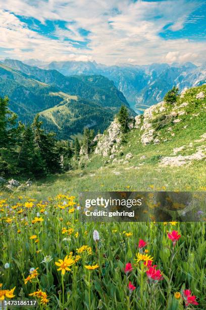 maravillosa vista con un prado cubierto de flores en los alpes bávaros. parque nacional berchtesgadener, baviera, alemania - alpes de bavaria fotografías e imágenes de stock