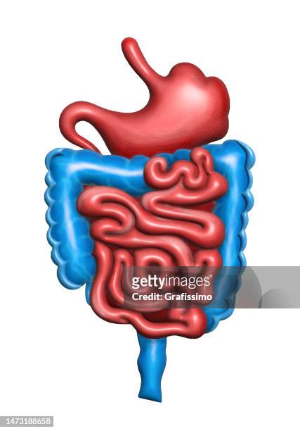 illustration of digestive system with stomach and intestine - digestive system model stock illustrations