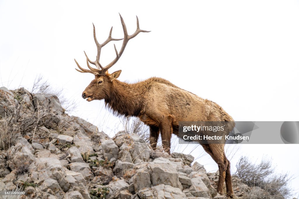 Bull Elk