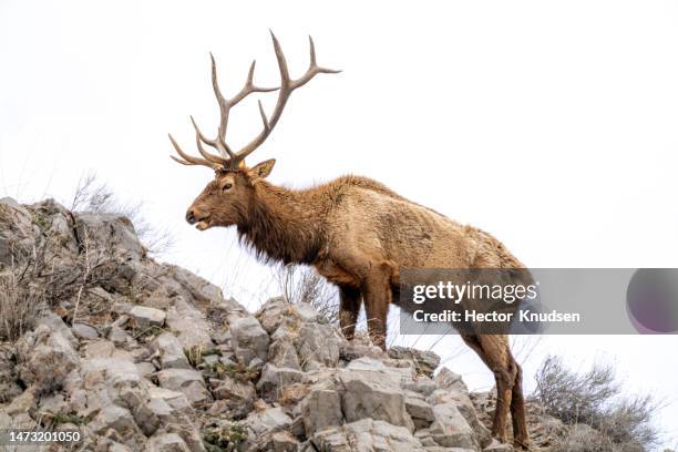 bull elk - slank bildbanksfoton och bilder
