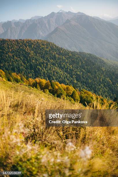picturesque mountain landscape. alpine meadows. caucasus mountains. - montagnes du caucase photos et images de collection