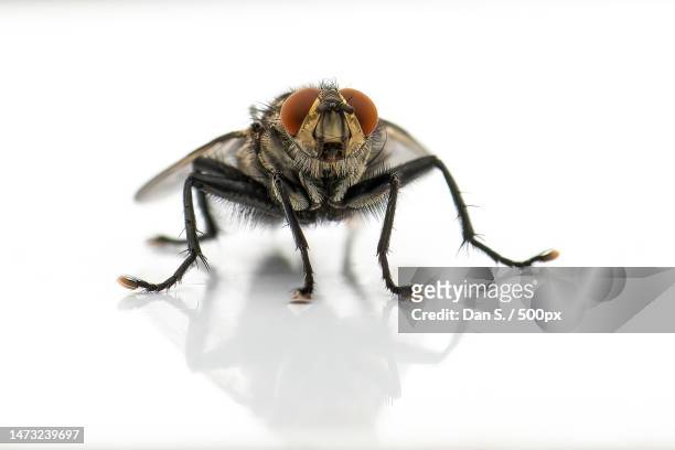 close-up of insect on white background - house fly stock pictures, royalty-free photos & images