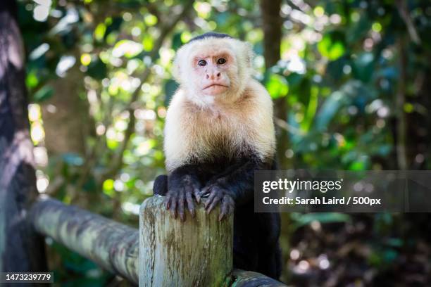 low angle view of capuchin white sitting on tree stump,parque nacional manuel antonio,costa rica - capuchin monkey stock pictures, royalty-free photos & images