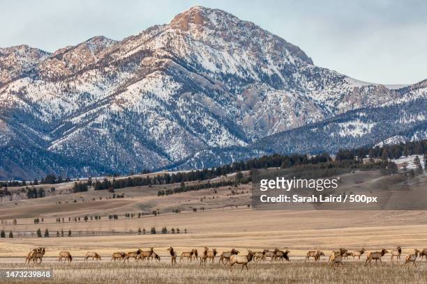 a flock of sheep,montana,united states,usa - foothills stockfoto's en -beelden