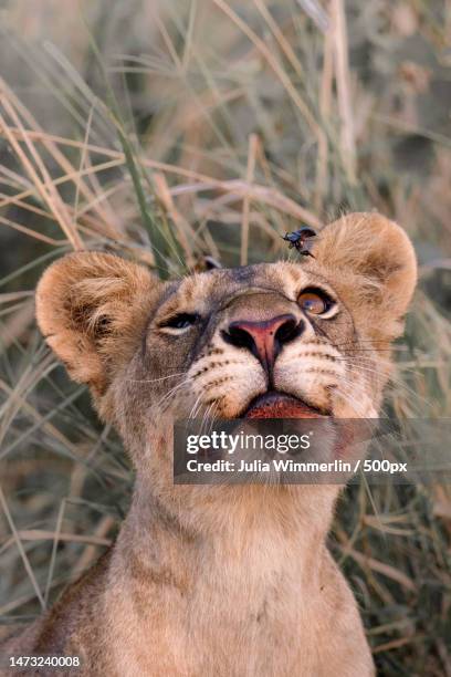 close-up of lioness on field,uganda - uganda stock pictures, royalty-free photos & images