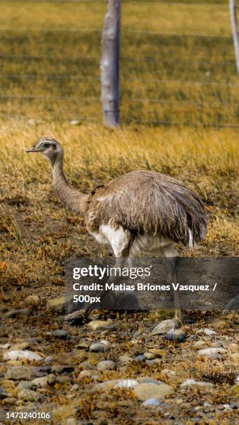 C Common Rhea Darwins Rhea Photos and Premium High Res Pictures - Getty Images