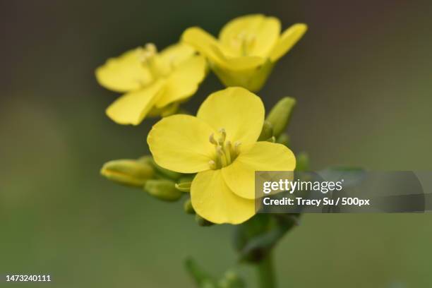 close-up of yellow flowering plant - rapsblüte stock-fotos und bilder