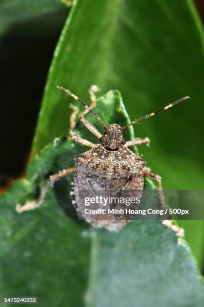 close-up of insect on leaf,france - tique brune du chien photos et images de collection