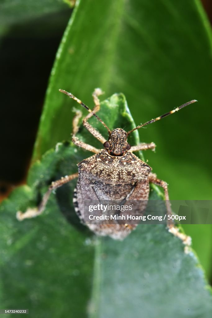 Close-up of insect on leaf,France