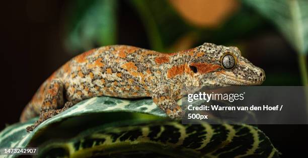 gargoyle gecko perched on leaf in the wild side- profile - rhacodactylus stock pictures, royalty-free photos & images