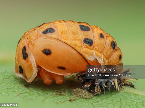 Colorao Insecto Colorado Potato Beetle Photos and Premium High Res Pictures - Getty Images