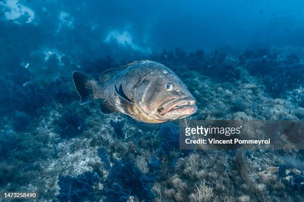dusky grouper (epinephelus marginatus) - grouper fotografías e imágenes de stock