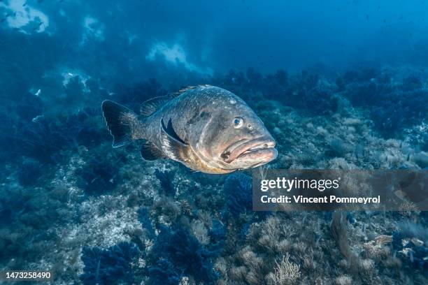 dusky grouper (epinephelus marginatus) - mérou photos et images de collection