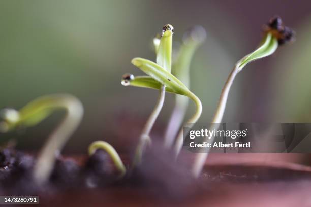 tomatoes growing from seed - tomato seeds stock pictures, royalty-free photos & images