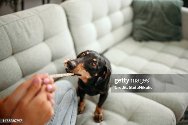 woman playing with pet dog at home - dog on a couch stock pictures, royalty-free photos & images