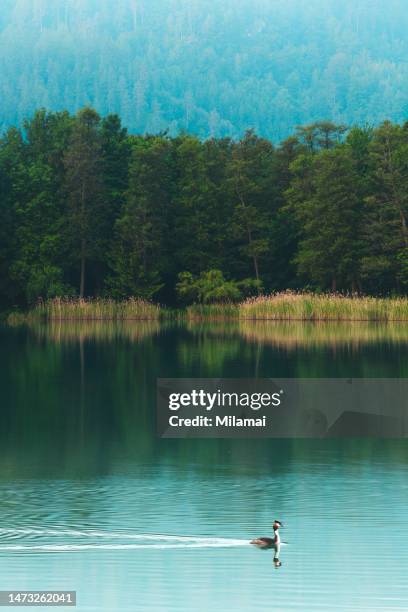 great crested grebe, woerthersee, austria, klagenfurt - ヴェルターゼー ストックフォトと画像