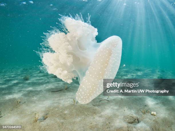 phillorhiza punctata jellyfish - australian spotted jellyfish - sea life stock pictures, royalty-free photos & images