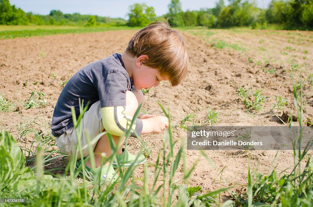 Boy in potato field at farm