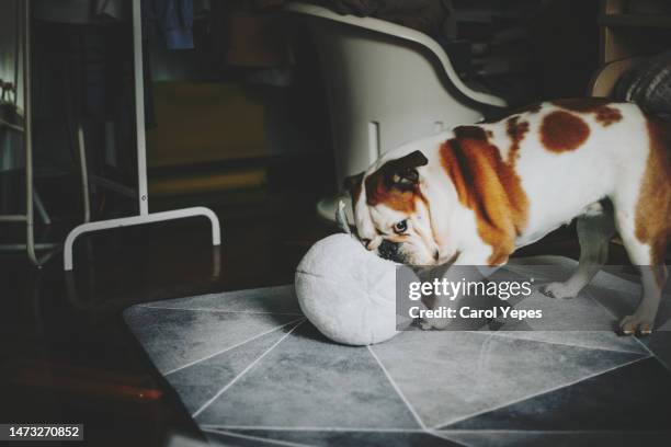 dog playing with toys  on the carpet at home - butting stock pictures, royalty-free photos & images