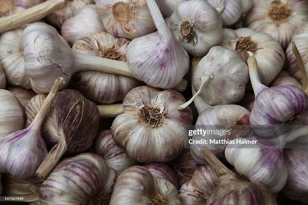 Garlic