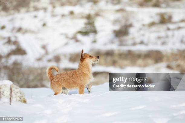 il cagnolino nella neve - cagnolino stockfoto's en -beelden