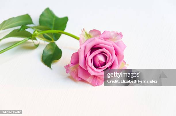 pink rose - pink rose stock pictures, royalty-free photos & images