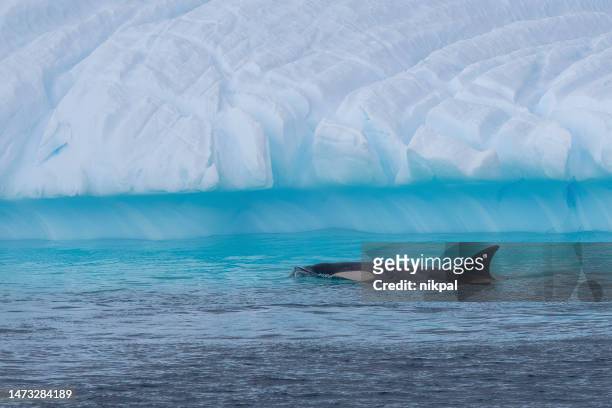 ein schwertwal in antarktischen gewässern und umgebungen gerlache strait killerwale . antarktis - antarctic peninsula stock-fotos und bilder