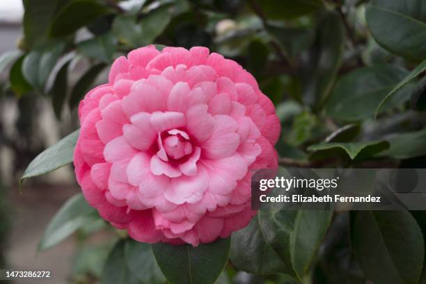 pink camellia - camellia bush stock-fotos und bilder