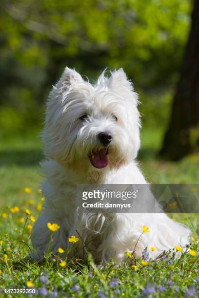west highland white terrier sitting in a park in springtime - west highland white terrier stock-fotos und bilder