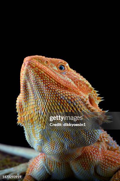 portrait of a bearded dragon looking up, indonesia - bearded dragon stock pictures, royalty-free photos & images