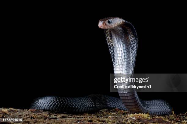 close-up of a javanese spitting cobra ready to strike, indonesia - cobra strike stock pictures, royalty-free photos & images
