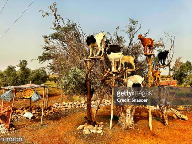 goats standing in an argan tree near essaouira, morocco - arganier photos et images de collection