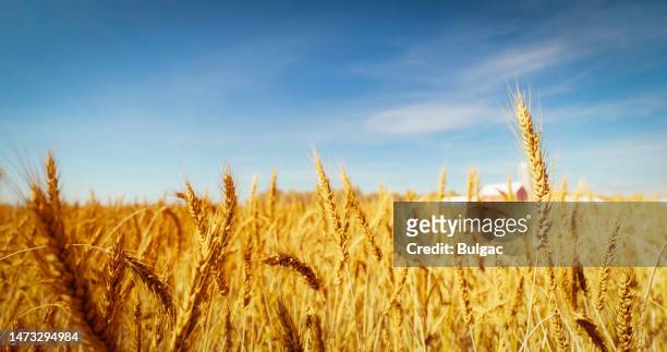 golden wheat field - cirrus stockfoto's en -beelden
