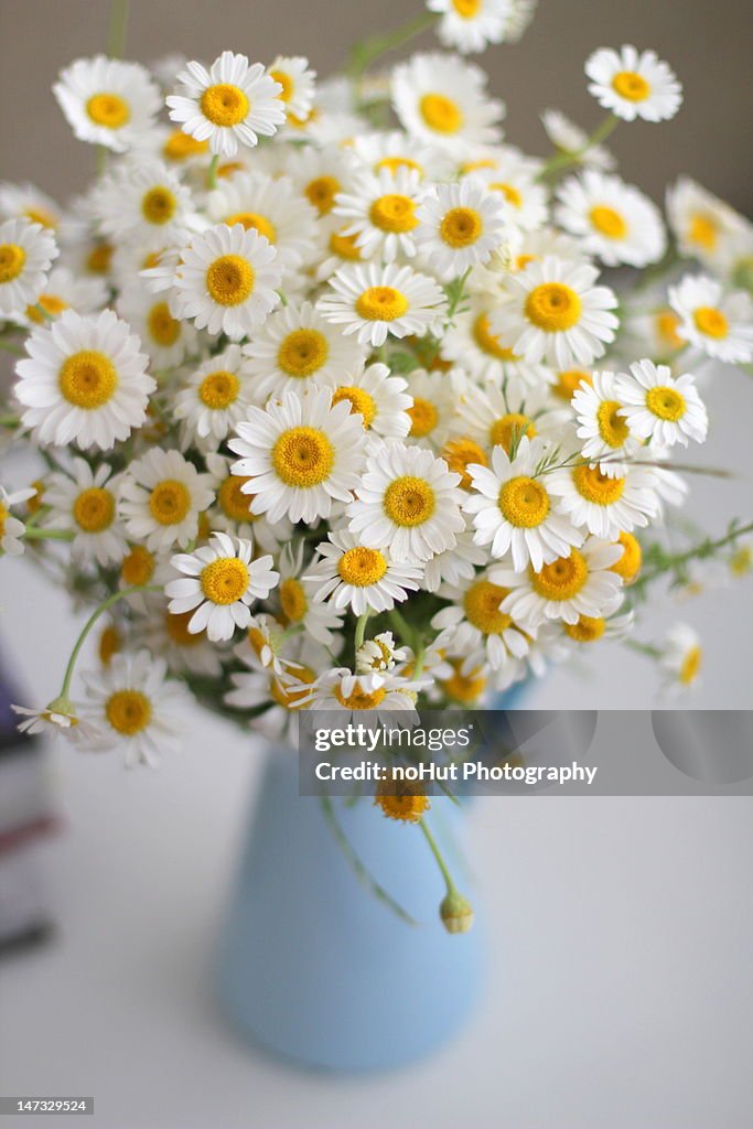 Daisies in  vase