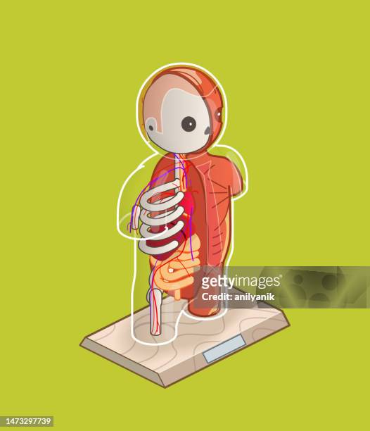 anatomisches menschliches torsomodell - oberkörper stock-grafiken, -clipart, -cartoons und -symbole