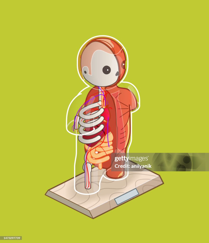 Anatomical Human Torso Model High-Res Vector Graphic - Getty Images
