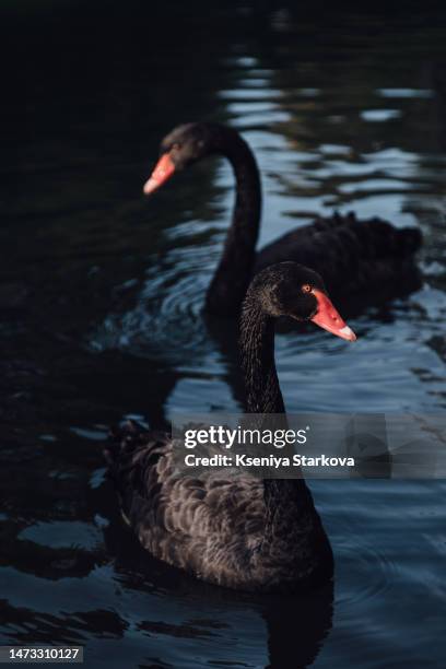 two black swans swim in the park in the pond - zwarte zwaan stockfoto's en -beelden