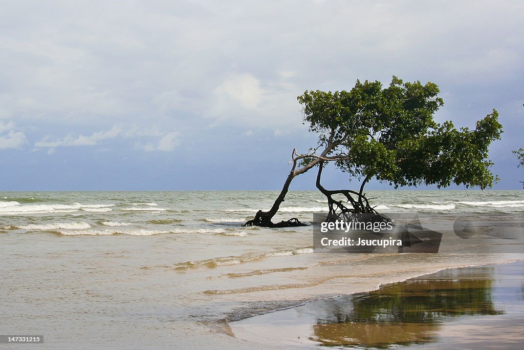 Leaning tree on beach