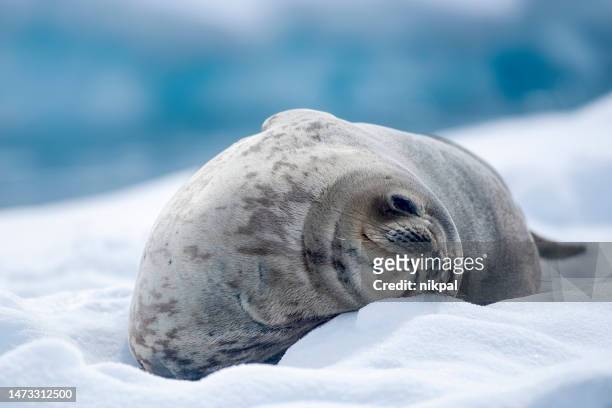 foca de weddel ((leptonychotes weddellii)) en un témpano de hielo de cerca - antártida - foca fotografías e imágenes de stock