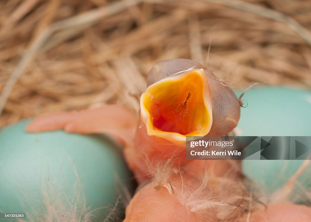 Robin Hatching American Robin Hatchling In Nest With Eggs High-Res Stock Photo - Getty ...