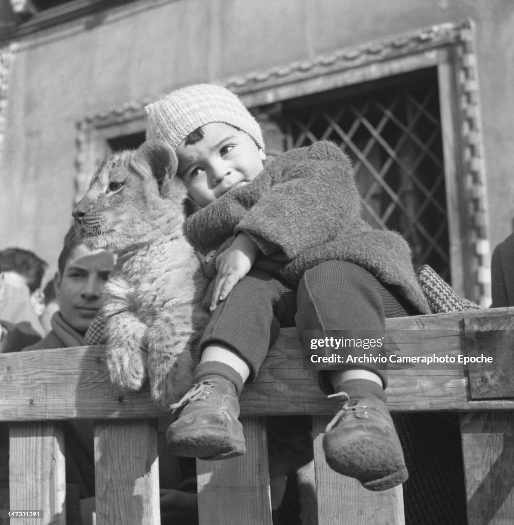 The Baby And The Lion Cub