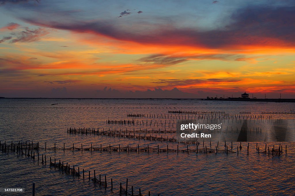 Z oyster trays under sunset