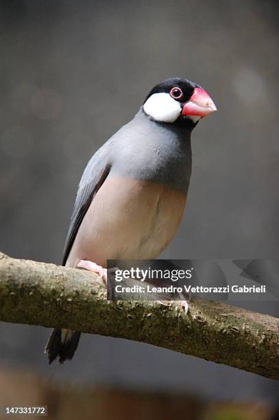 111 Java Sparrow Stock Photos, High-Res Pictures, and Images - Getty Images