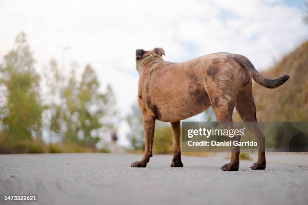 older dog watching as its owner walks away and abandons it on the road, animal abandonment concepts, adoption concepts - stray animal foto e immagini stock