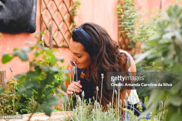 brazilian woman in her garden, harvesting materials to produce natural perfumery - unripe stock pictures, royalty-free photos & images