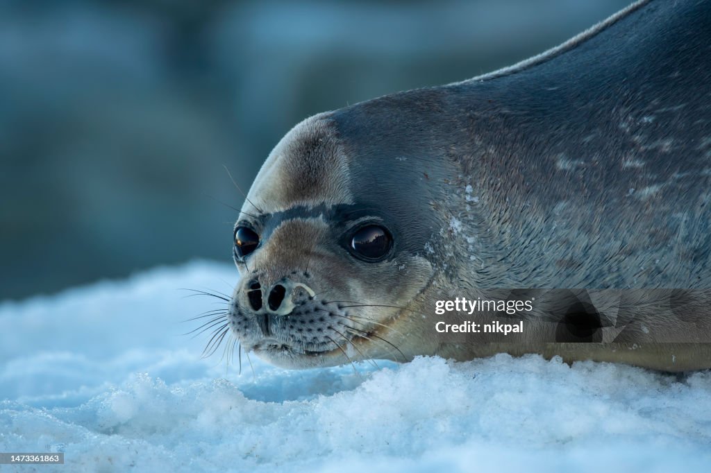 Weddelrobbe ((Leptonychotes weddellii)) auf einer Eisscholle aus nächster Nähe - Antarktis