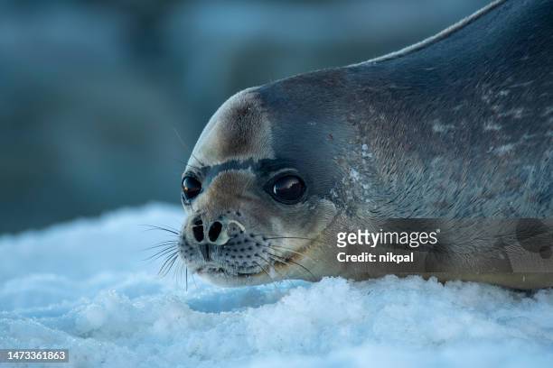 foca de weddel ((leptonychotes weddellii)) en un témpano de hielo de cerca - antártida - foca fotografías e imágenes de stock